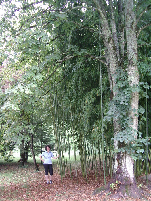 Bambuspflanzen wachsen hier