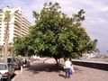 Riesengummibaum in Puerto de la Cruz