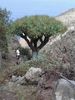 Riesiger Drachenbaum über El Draguillo